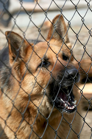 Dog biting clearance fence